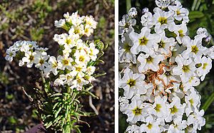 Heliotropium stenophyllum (8401554016)