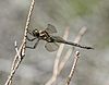 Hine's Emerald Dragonfly (41092633930)