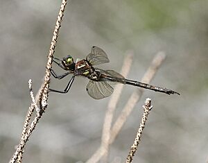 Hine's Emerald Dragonfly (41092633930).jpg