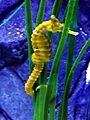 Hippocampus-comes-1