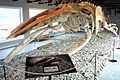 Humpback Whale skeleton