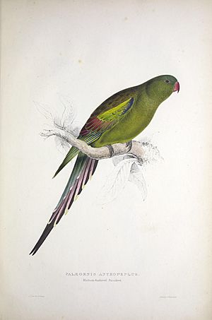 Illustrations of the family of Psittacidœ, or parrots (Plate 29) (8116356742)
