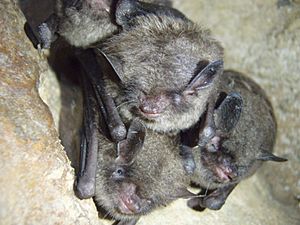 Indiana bats (6875538307)