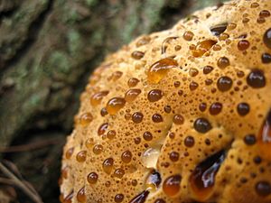 Inonotus dryadeus oozing