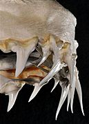 Isurus paucus upper central teeth