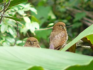 Jungle Owlet Couple