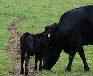 Kerry cow and calf in Killarney National Park