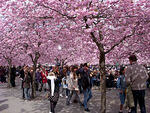 Kungsträdgården vår 2012a