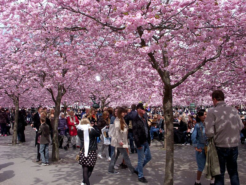 Kungsträdgården vår 2012a