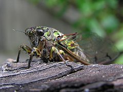 Large cicada 01.jpg