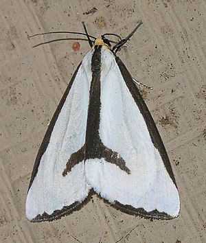 Leconte's Haploa Moth (Haploa lecontei).jpg