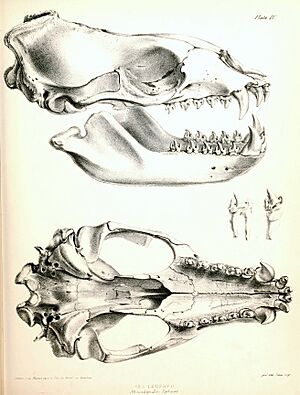 Leopard Seal skull 1844