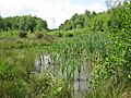 Longmoor Bog Nature Reserve - geograph.org.uk - 1350093