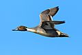 Male northern pintail in flight-8276