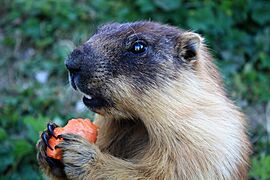Marmota sibirica - (Russia, Mongolia) - Rochers-de-Naye, Switzerland, 2009