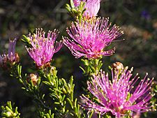 Melaleuca bisulcata (foliage and flowers)