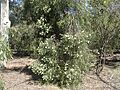 Melaleuca groveana habit