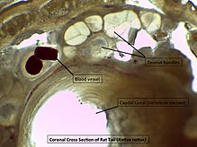 Murid Tail Microscopy Cross Section