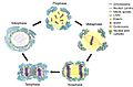 Nuclear envelope breakdown and reassembly in mitosis