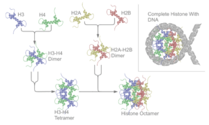 Nucleosome structure