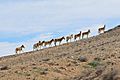 Onagers Negev Mountains 1