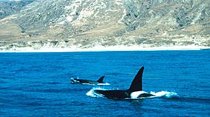 Orcas off Santa Rosa island.jpg