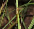 Orthetrum abbotti 008649-1