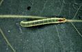 Pachysphinx occidentalis larva