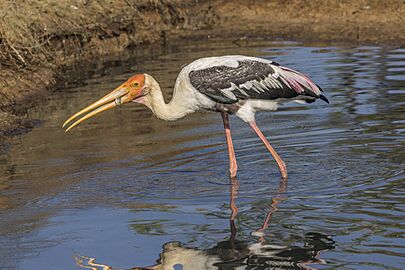 Painted stork (Mycteria leucocephala) catching fish 3 of 3
