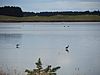 Papanui Inlet Wetlands - 2013.04 - panoramio.jpg