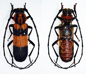 Parevander xanthomelas (30609068724).jpg