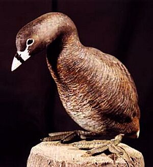 Pato poc