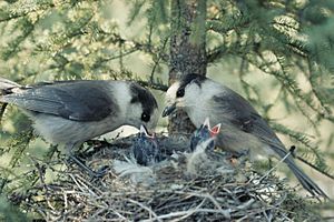Perisoreus canadensis feeding at nest