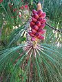 Pinus pseudostrobus, male cones (11332867843)
