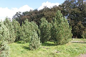 Pinus sibirica PAN