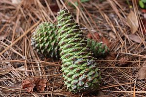 Pinus taeda cones