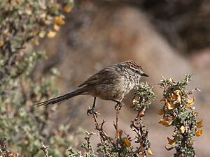 Plain-mantled tit-spinetail.JPG