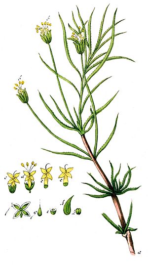 Plantago cynops Ypey41-cropped.jpg
