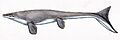 Platecarpus2010