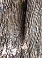 Podocarpus elatus bark2