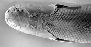 Polypterus bichir from Sudan at Göteborgs Naturhistoriska Museum 9033
