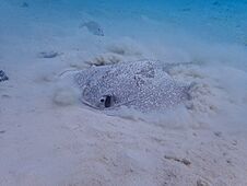 Porcupine Ray Digging In The Sand