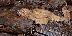 Porthidium nasutum (La Selva Biological Station)