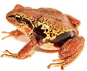 Pristimantis pycnodermis.jpg