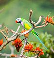 Red-breasted parakeet