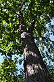 RedHickoryTree
