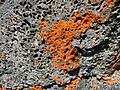 Reddish-colored lichen on volcanic rock