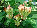 Rhododendron arborescens - Arnold Arboretum - DSC06960