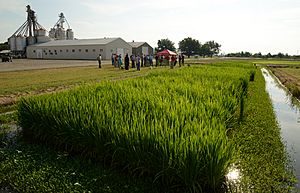 Rice plot in Arkansas