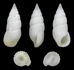 Rissoina ambigua 01